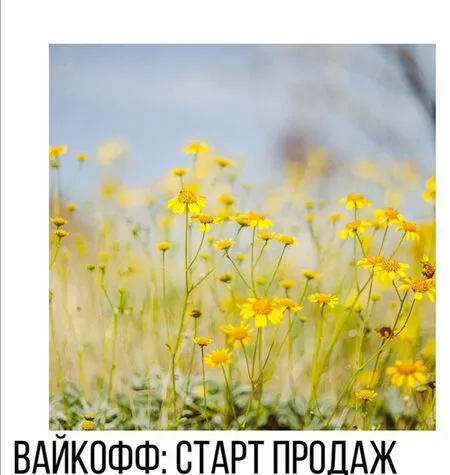 Вайкофф - Арина Веспер