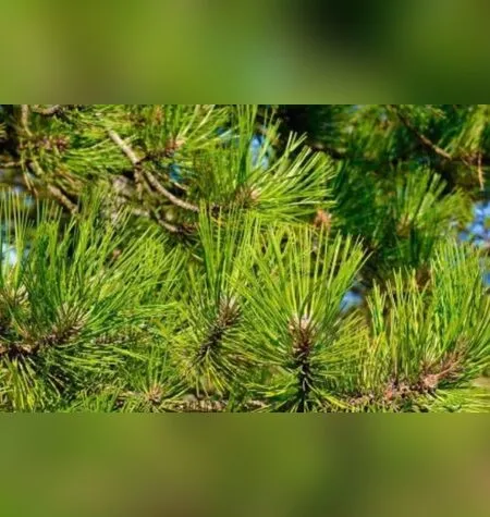 Всё о сосне - Ульвия Голденбрук